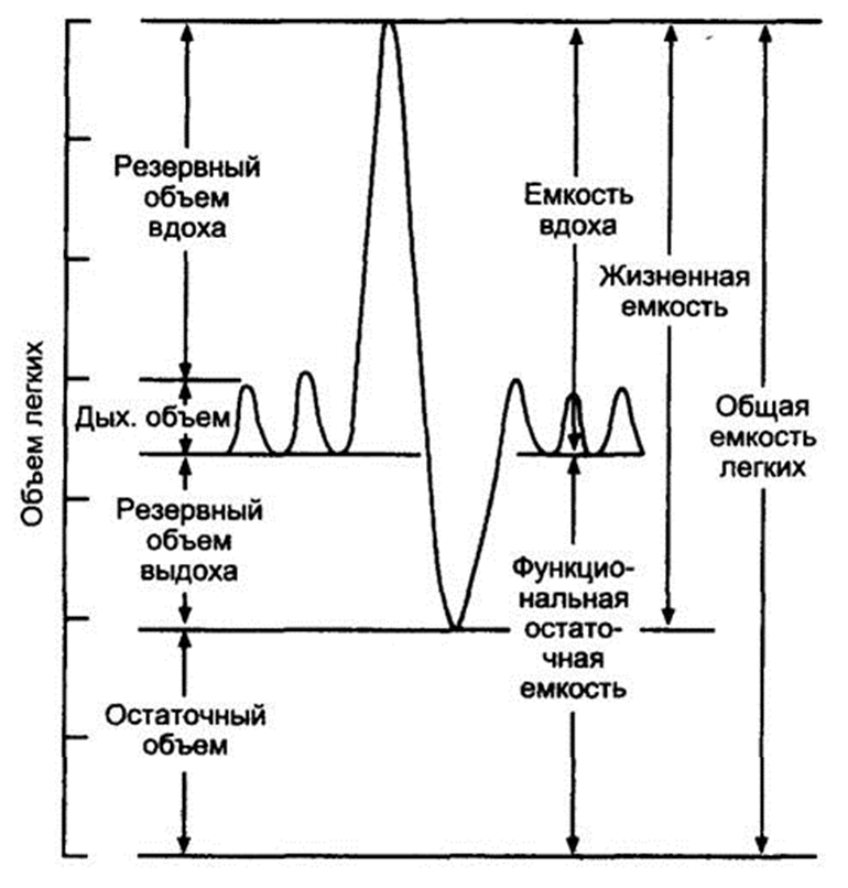 Спокойный анализ. Спирограмма легочные объемы и емкости. Спирограмма дыхательные объемы и емкости. Спинограмма легочные объемы. Дыхательный объем на спирограмме.