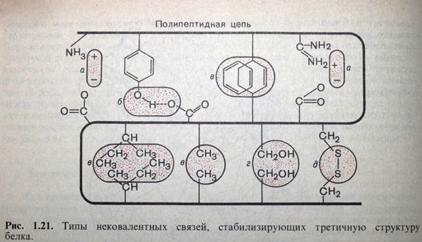 Третичную структуру белка стабилизируют