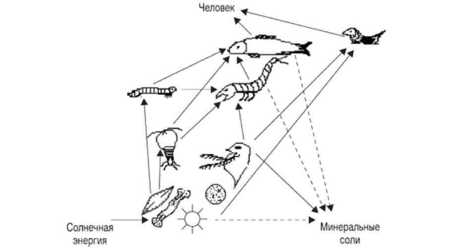Пищевая цепь озера схема. Схема цепей питания в водоеме. Пищевая цепь обитателей озера. Пищевая цепочка для экосистемы озера.