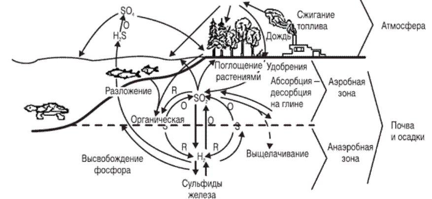 Суть круговорота серы. Схемы круговорота углерода, азота, серы, фосфора. Биогеохимический цикл серы схема. Круговорот серы схема. Круговорот серы в природе схема биология.