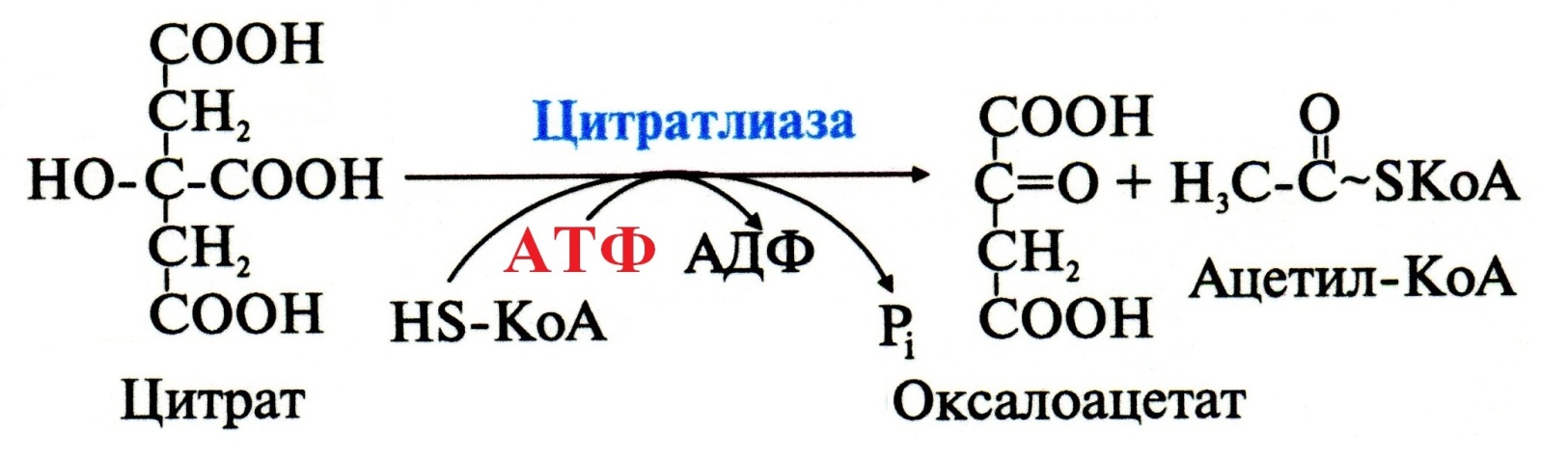 Глюкоза ацетил коа