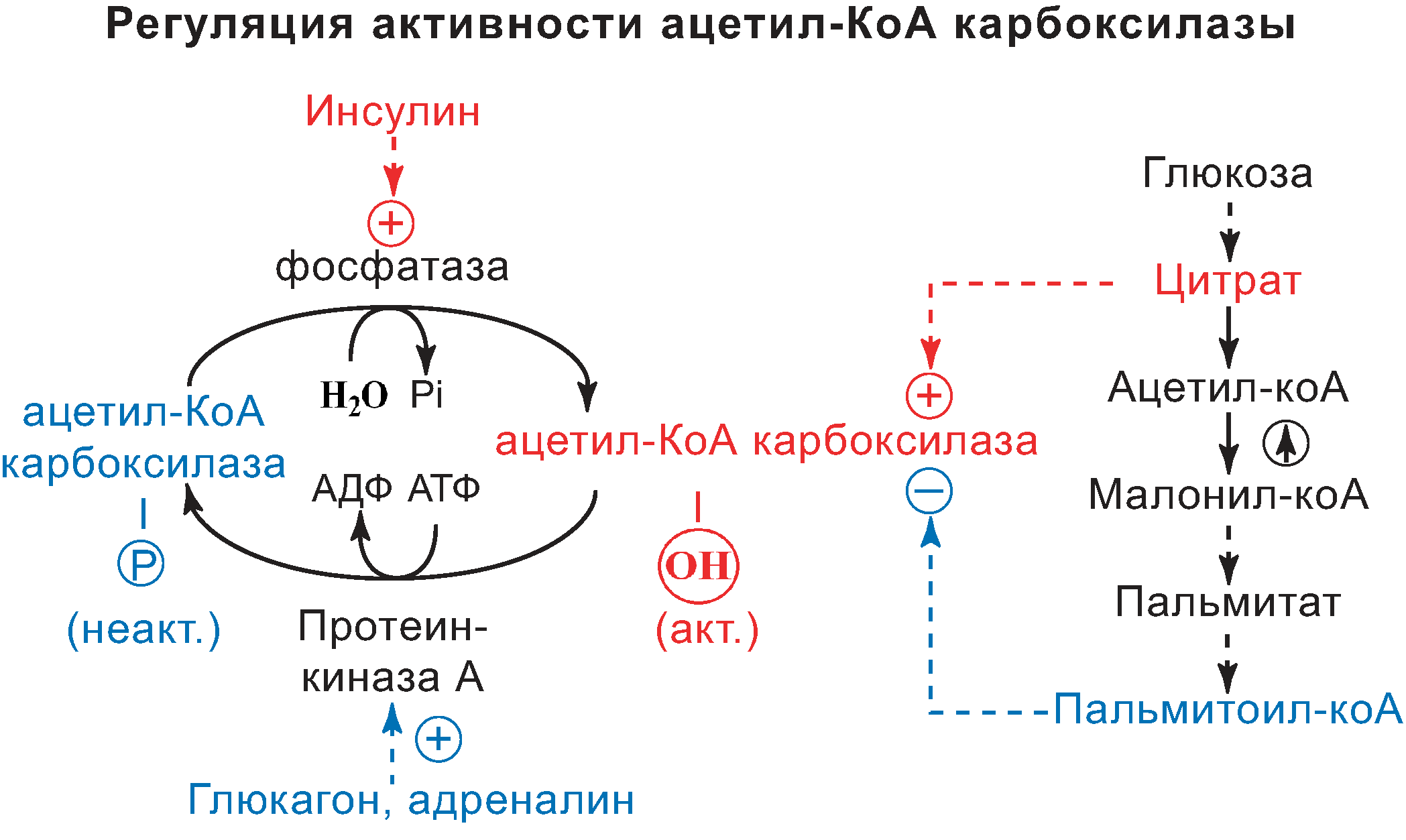 Глюкоза ацетил коа. Синтез ВЖК схема. Схема синтеза инсулина. Синтез ВЖК ферменты. Ацетил КОА Синтез жирных кислот.