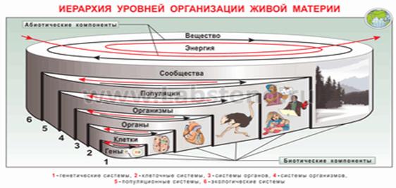 Низший уровень живого. Уровни организации живой материи иерархия. Иерархические уровни организации живого. Иерархические уровни организации живой материи. Структурной иерархии уровней живой материи.