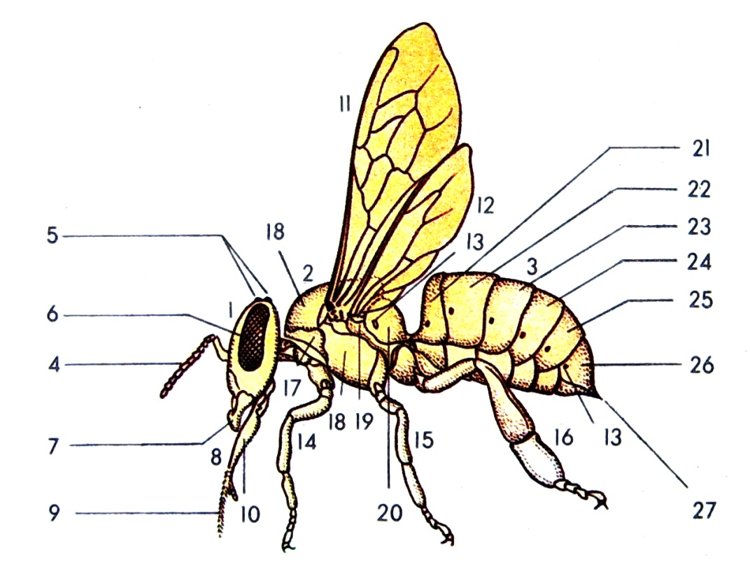 Отделы тела пчелы медоносной. Строение пчелы медоносной. Внешнее строение медоносной пчелы. Строение насекомых пчела. Строение шершня.