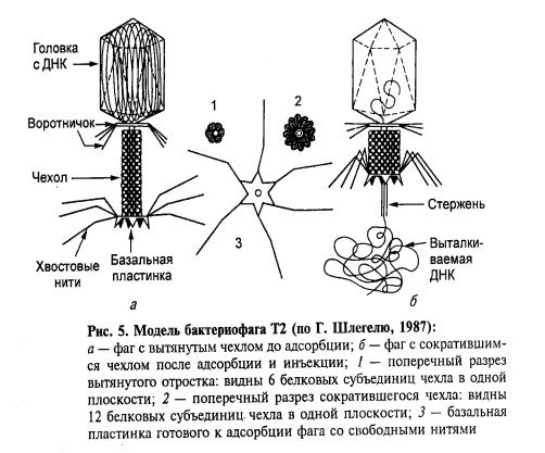 Фибриллы бактериофага функции. Строение вируса бактериофага. Воротничок бактериофага функция. Белковый капсид бактериофага. Адсорбция вируса