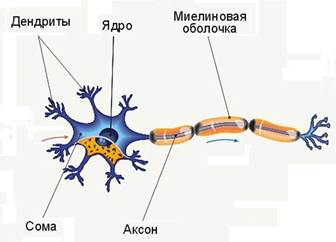 Короткие отростки аксоны сильно. Строение нейрона миелиновая оболочка. Нейрон Аксон миелиновая оболочка. Строение миелиновой оболочки. Миелиновые мембраны структуры.