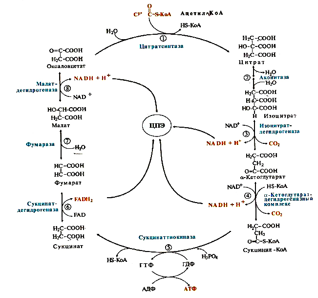 Цитратный цикл. Цикл Кребса схема с ферментами. Цикл Кребса биохимия с ферментами. Цитратный цикл Кребса. Цикл Кребса в меде.