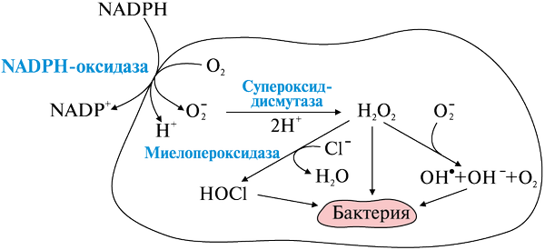 Окисление надф. Образование активных форм кислорода фагоцитирующими клетками.. Образование активных форм кислорода в лейкоцитах. Фагоцитоз биохимия. Фагоцитоз биохимия реакции.