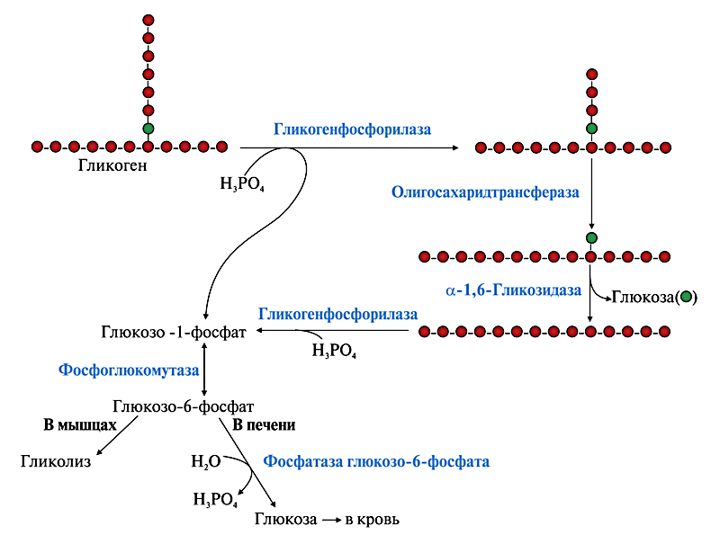 Распад гликогена