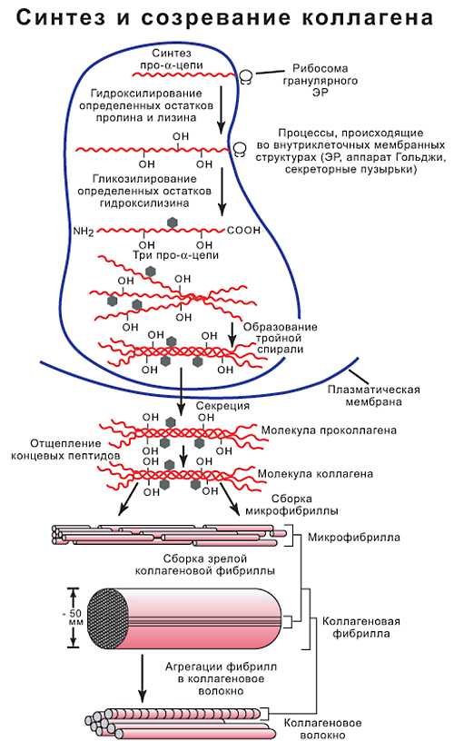 Периоду синтеза. Схема этапы биосинтеза коллагена. Этапы синтеза и созревания коллагена. Схема этапов синтеза коллагена. Стадии синтеза коллагена схема.