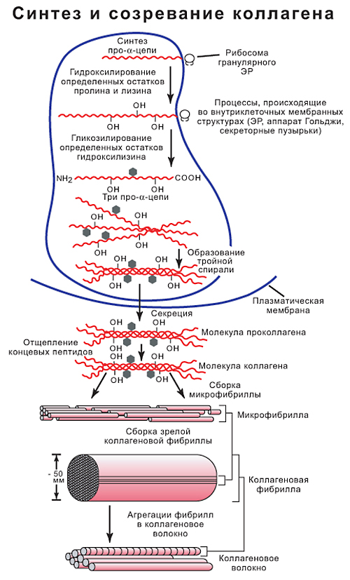 Синтезируют коллаген. Стадии синтеза коллагена схема. Этапы синтеза и созревания коллагена. Синтез и созревание коллагена схема. Внутриклеточный Синтез коллагена схема.