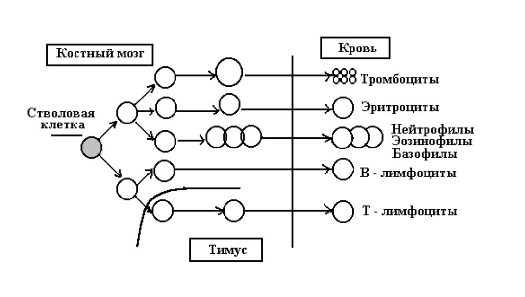 Схема клеток крови