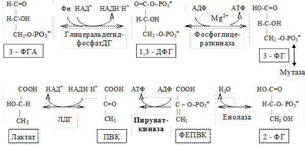 Протекание гликолиза кольцевые