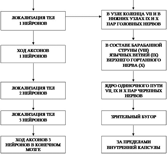 Установите последовательность передачи информации во вкусовом анализаторе