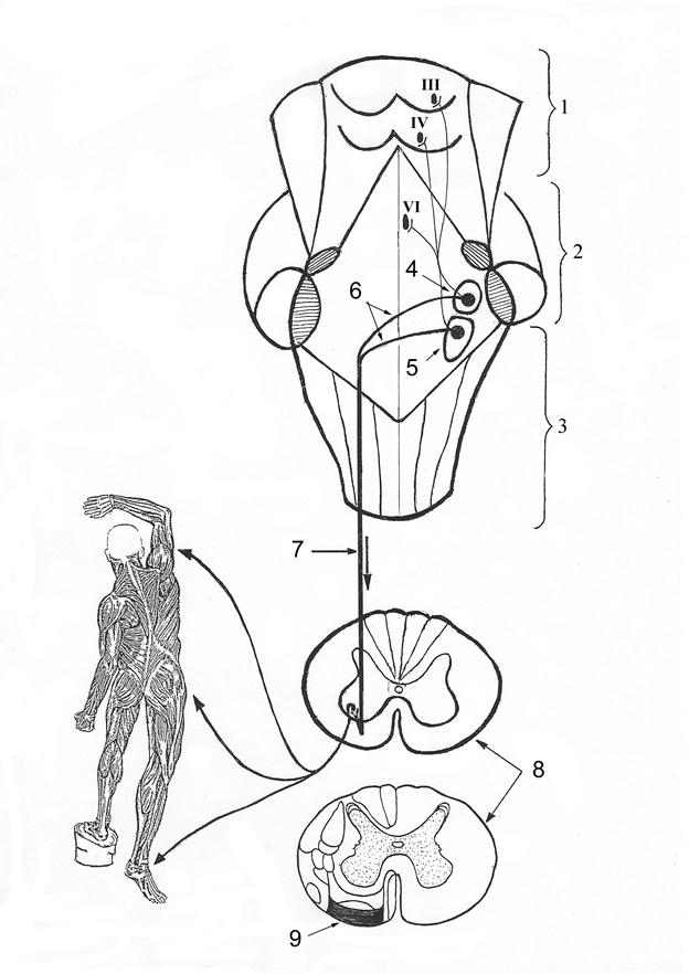 Нисходящий нерв. Ретикулярно спинномозговой путь. Преддверно спинномозговой путь схема. Вестибуло спинальный проводящий путь. Латеральный преддверно спинномозговой путь.