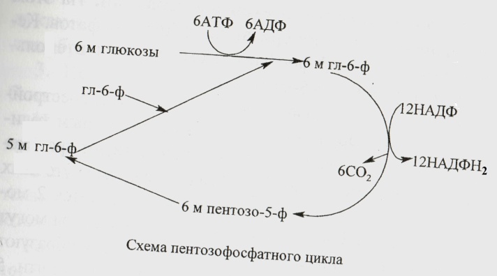 Ресинтез атф схема