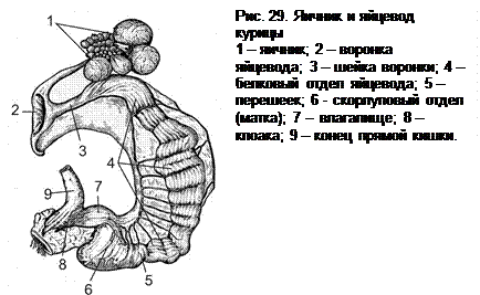 Яичник самок