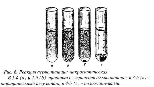 Пробирочная реакция агглютинации. Реакция агглютинации Пробирочная микробиология. Развернутая реакция агглютинации Райта. Реакция агглютинации учет результатов.