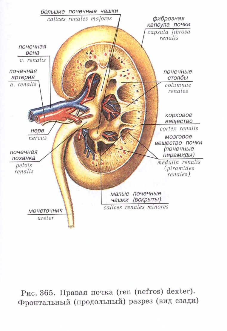 В чем особенность строения почечной лоханки. Строение почки чашечка лоханка. Внутреннее строение почки анатомия. Почка анатомия латынь. Строение почки продольный разрез.