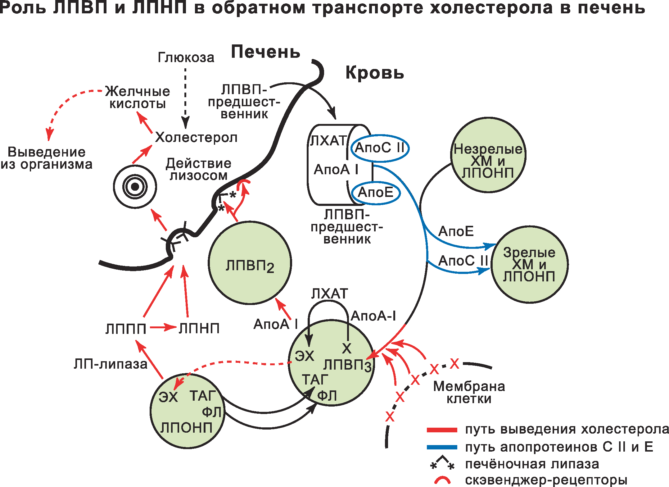 Схема метаболизма липопротеидов. Транспорт холестерола. Функции липопротеинов высокой плотности. Метаболизм липопротеинов высокой плотности биохимия. Транспорт холестерола биохимия схема.