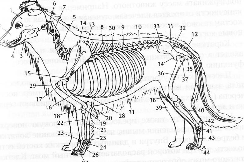 Особенности строения позвоночника собаки. Строение скелета собак грудная клетка. Скелет собаки позвоночник. Анатомия собаки скелет позвоночника. Грудной отдел собаки анатомия скелет.