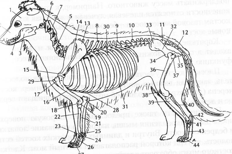 Особенности строения позвоночника собаки