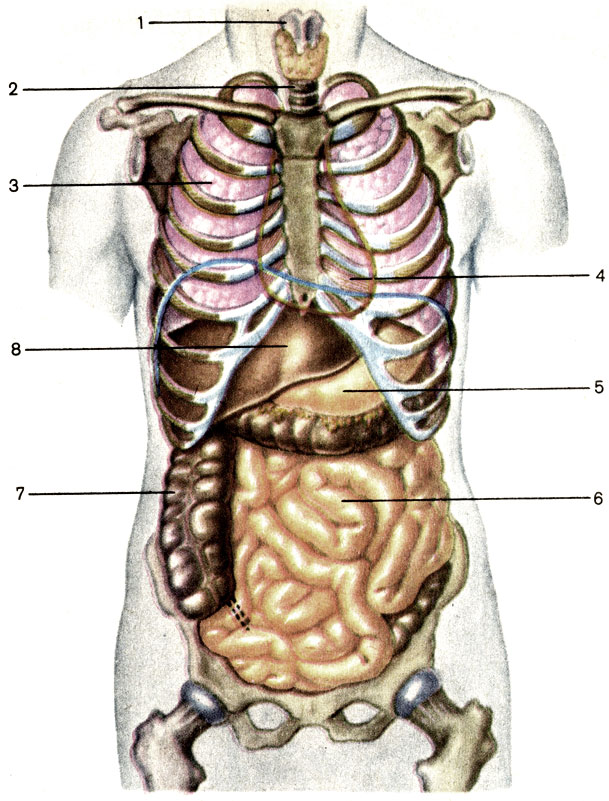 Справа под легким. Пищеварительная система человека с ребрами. Строение органов спереди. Анатомия человека внутренние органы под ребрами. Расположение внутренних органов вид спереди.