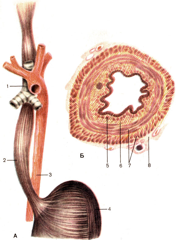 Элементы пищевода. Пищевод анатомия человека. Пищевод атлас анатомия. Строение пищевода человека анатомия. Дивертикул пищевода гистология.