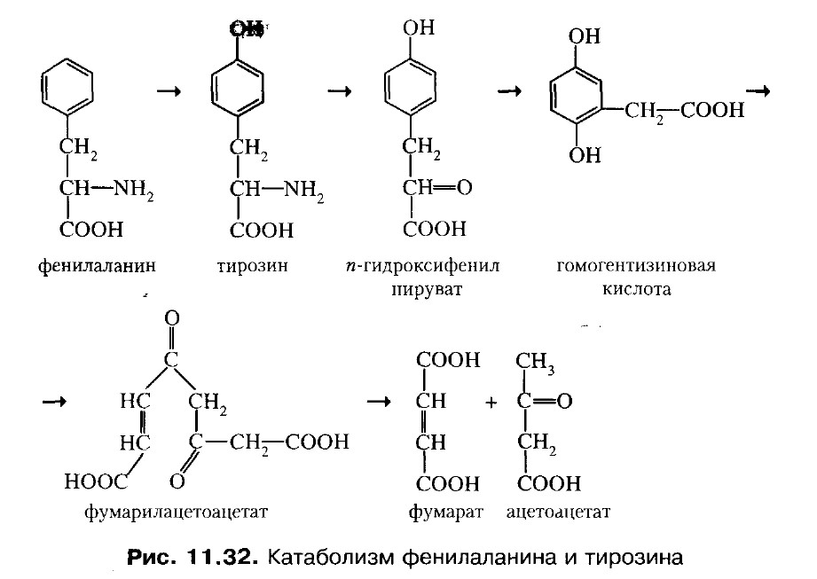 Фенилаланин биохимия. Обмен фенилаланина и тирозина биохимия реакции. Превращение фенилаланина и тирозина в фумарат. Распад фенилаланина. Тирозин катаболизм тирозина.