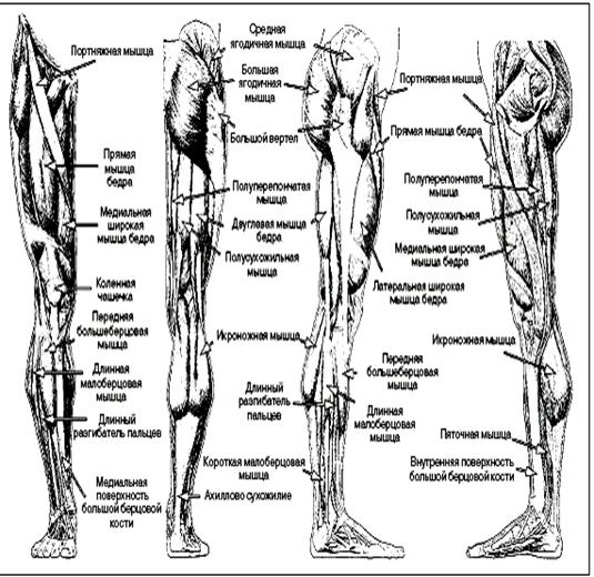 Нога Названия Частей Фото