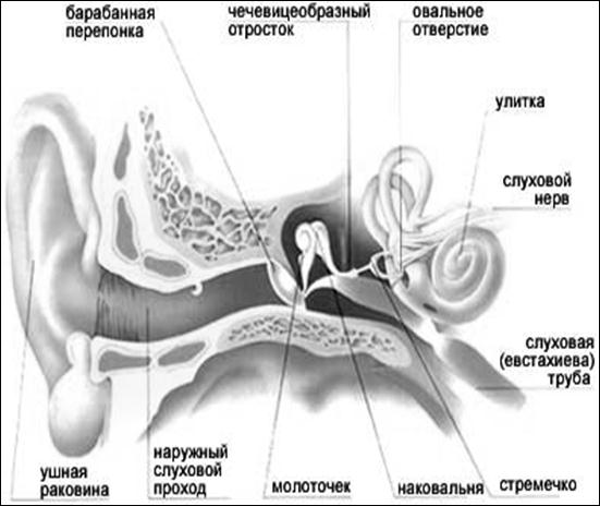 Реферат: Строение органа слуха