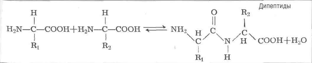 Дипептид природного происхождения. Дипептиды. Природные дипептиды. Формула дипептида. Дипептид гидролиз.