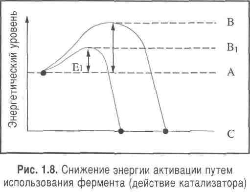 Энергия активации ферментативной реакции. При понижении энергии активации. Способы уменьшения энергии активации. Энергетический барьер ферментативной реакции. Реакция активации снижена