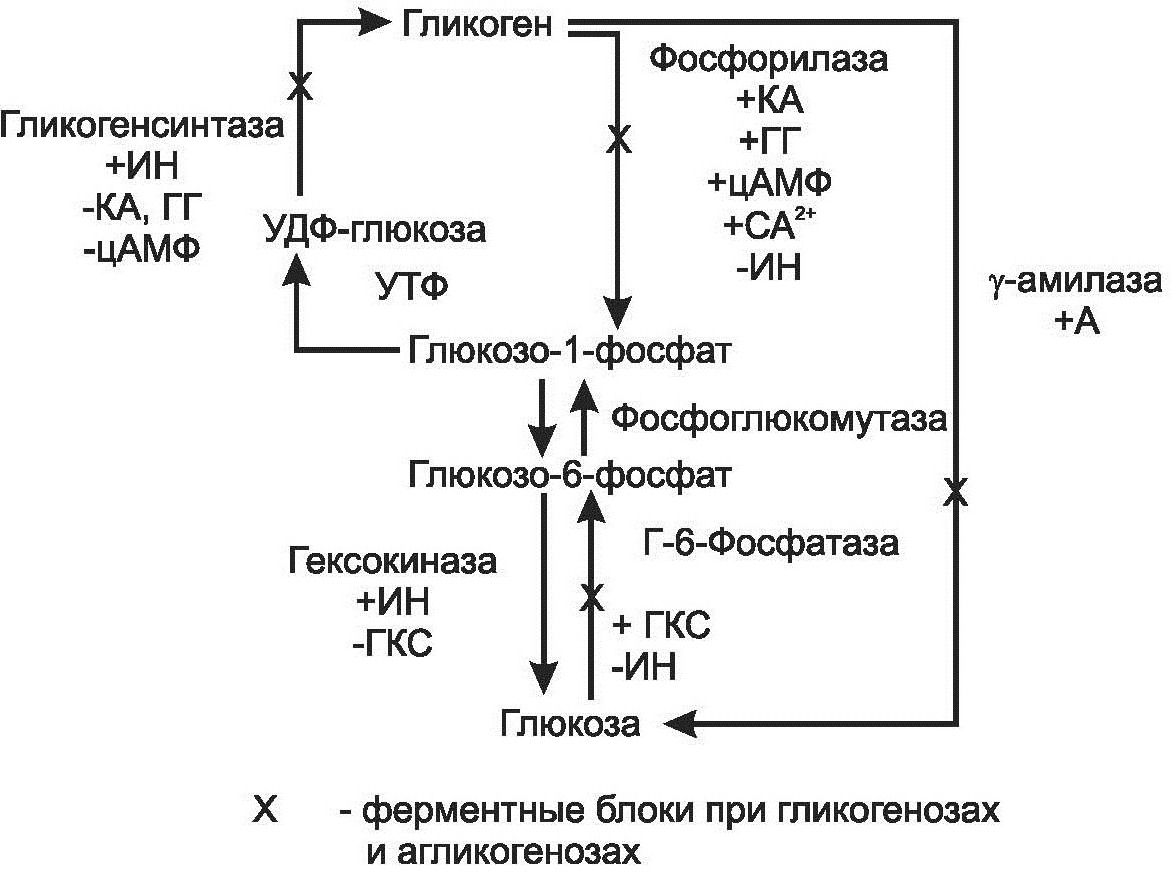 Распад гликогена в печени. Обмен гликогена в печени схема. Схема превращения гликогена в глюкозу. Схема регуляции обмена гликогена инсулином. Синтез гликогена биохимия схема.