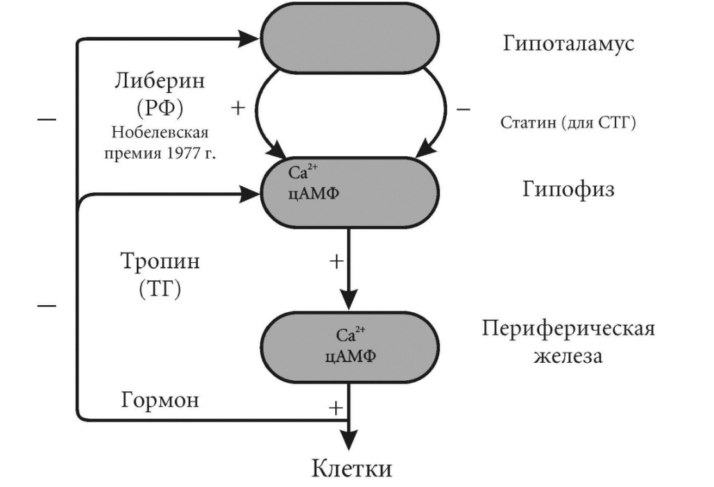 Схема гипоталамус гипофиз