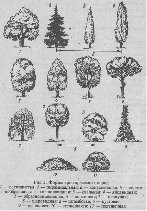 Древесные растения определение. Пирамидальная форма кроны хвойников. Крона шаровидная пирамидальная. Конусовидная (пирамидальная) крона. Формы крон колонновидная пирамидальная.