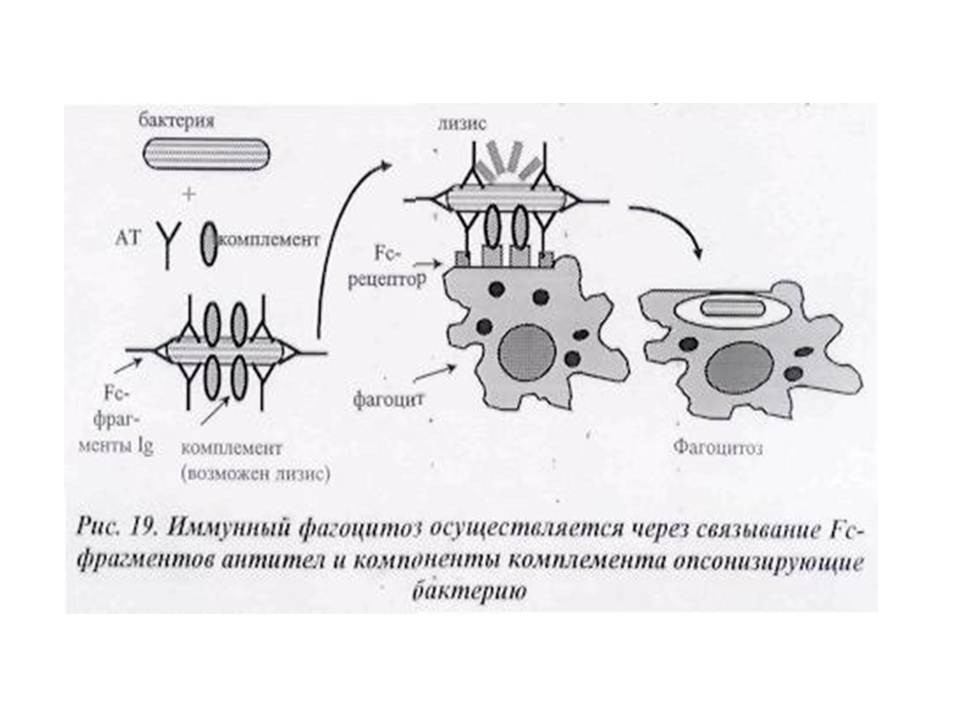 Может осуществлять фагоцитоз способен к амебоидному движению. Схема фагоцитоза в иммунологии. Иммунный фагоцитоз опсонизация. Фазы фагоцитоза схема. Механизм фагоцитоза микробиология.