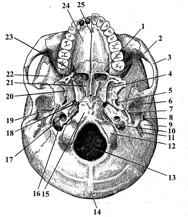 Внутренняя поверхность отверстия. Наружное основание черепа анатомия кости. Наружное основание черепа вид снизу строение. Наружное основание черепа Синельников. Топография черепа наружное основание.