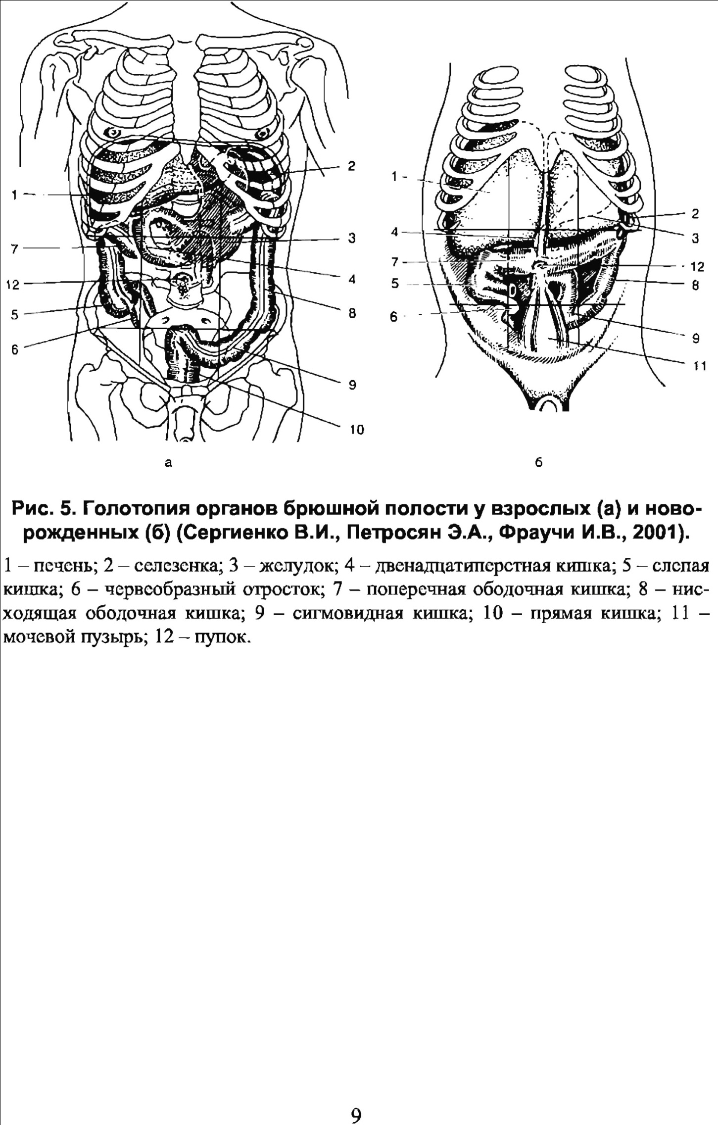 Какие органы в брюшной полости человека