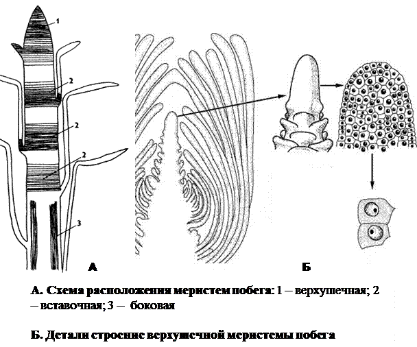 Боковая меристема рисунок