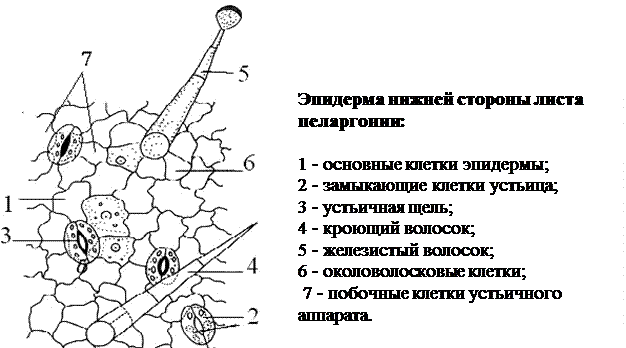 Ткани органов многоклеточных животных. Ткани органов многоклеточных животных