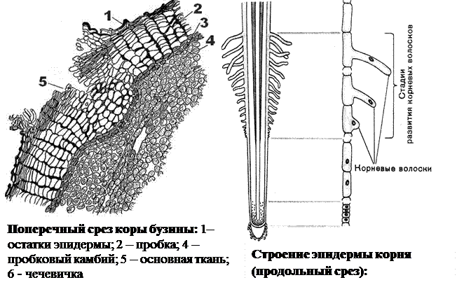 Система органов многоклеточных животных таблица. Система органов многоклеточных животных таблица
