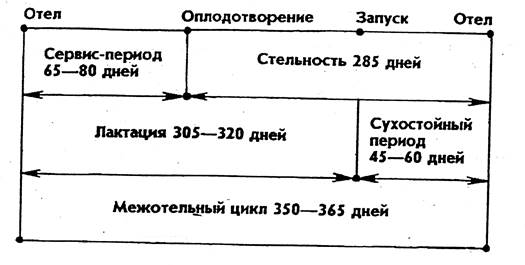 Сколько длится лактация