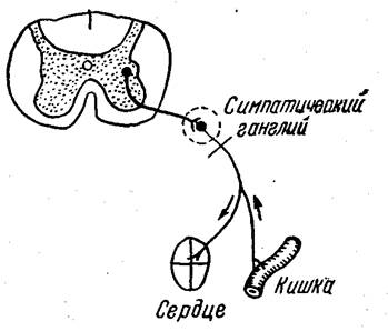 Аксон рефлекс