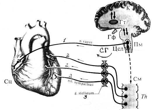 Парасимпатическая иннервация сердца. Схема эфферентной иннервации сердца. Схема парасимпатической иннервации сердца. Симпатическая и парасимпатическая регуляция сердечной деятельности. Парасимпатическая регуляция сердца схема.