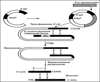 Этапы получения рекомбинантного инсулина
