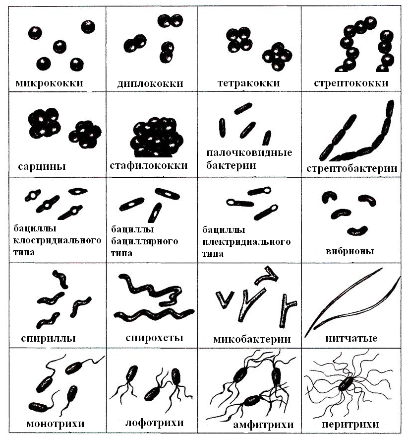 Какие формы бактерий изображены на рисунках