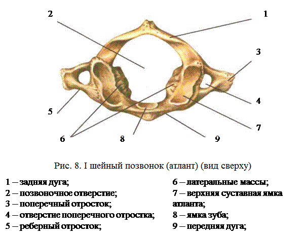 4 шейный позвонок особенности