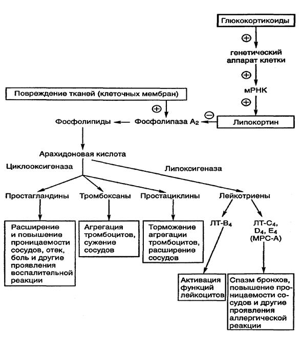 Применение глюкокортикоидов тест