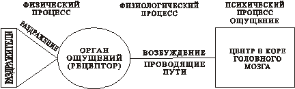 Установите последовательность возникновения ощущений. Возникновение ощущений схема. схема возникновения ощущений в психологии. общая схема возникновения ощущений. процесс ощущения.